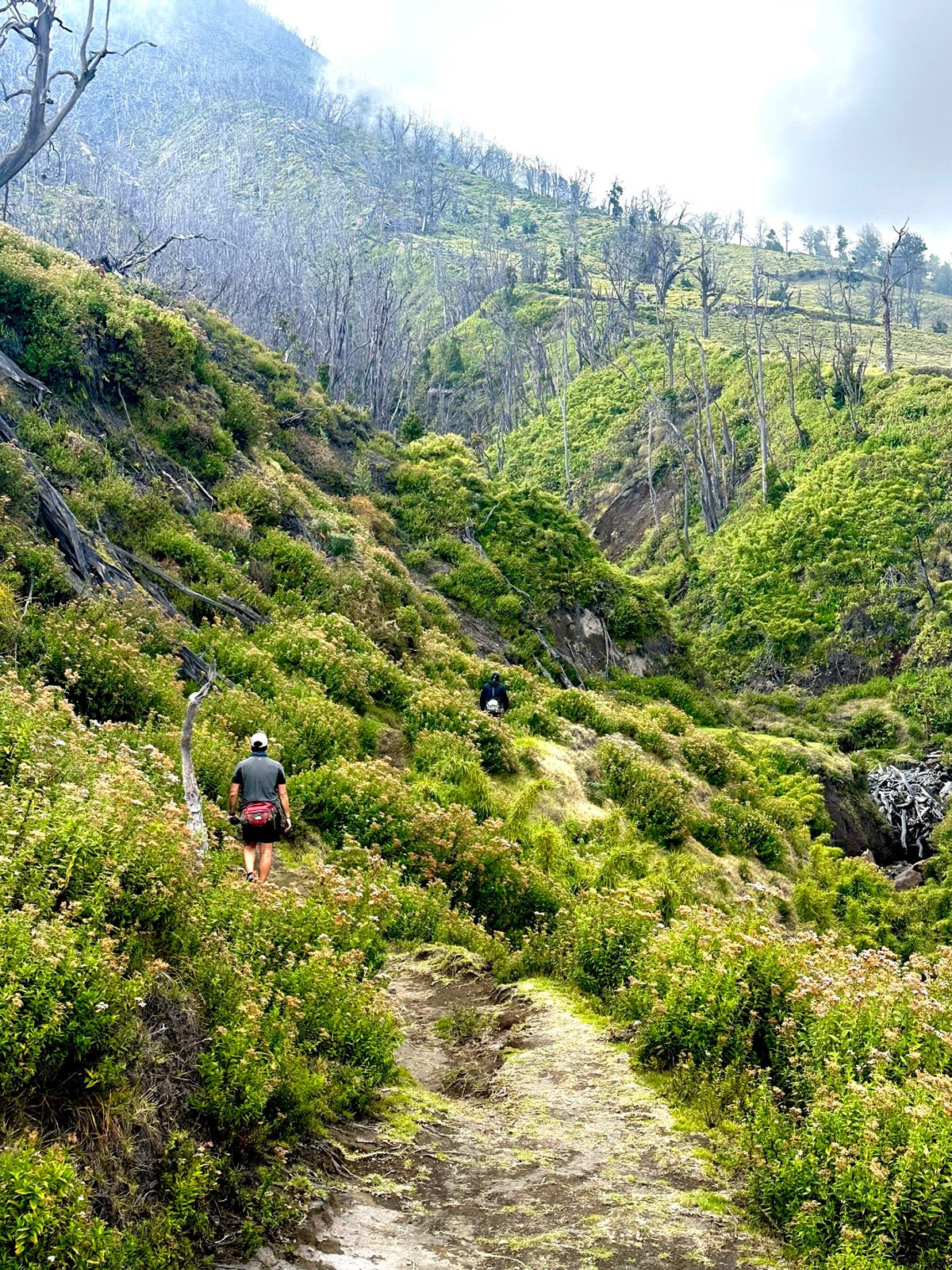 Sendero verde subiendo entre vegetación volcánica