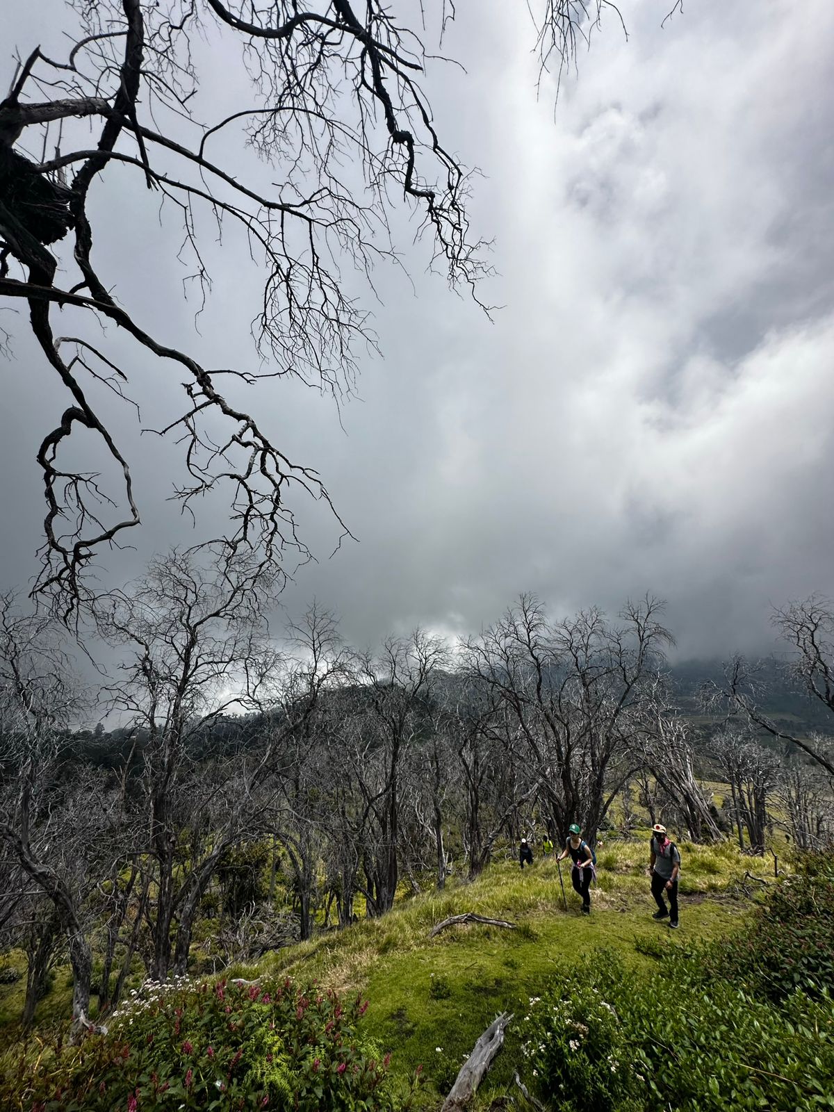 Bosque volcánico y cielo dramático en el Cañón de Pandora