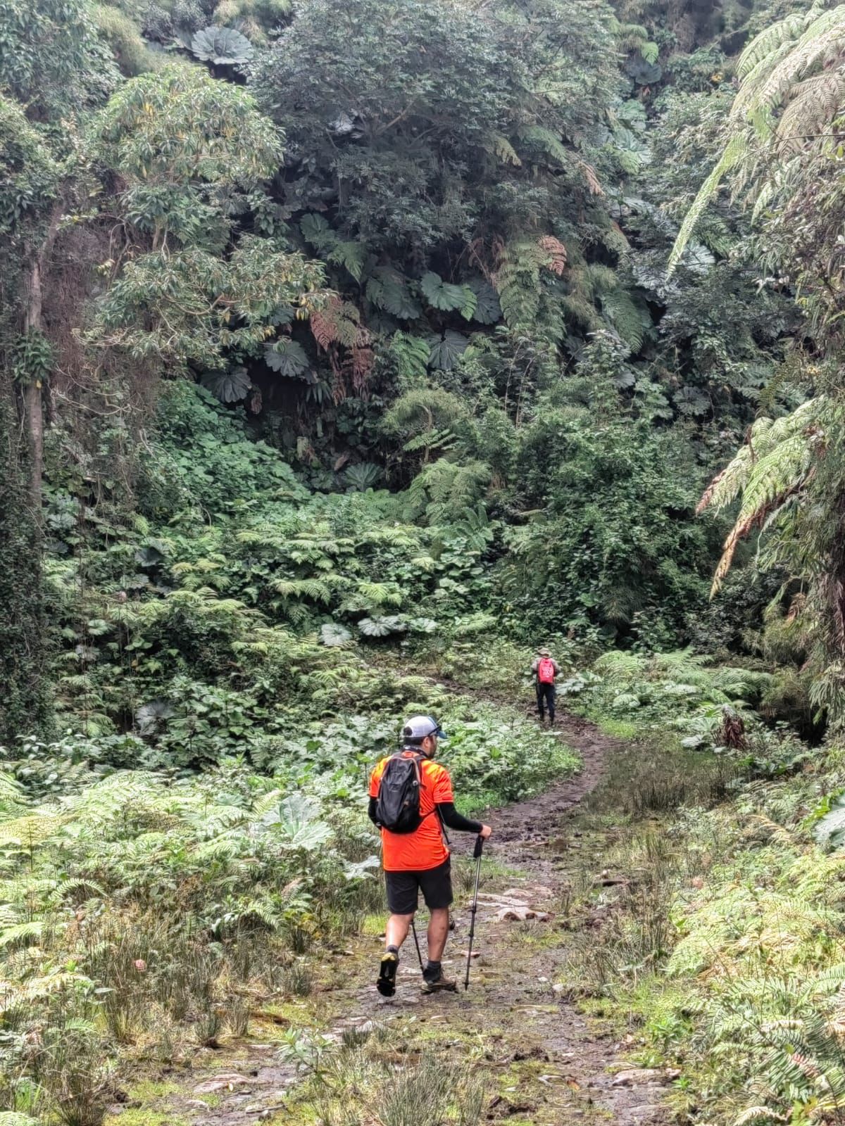 Sección de selva densa en la ruta del Cañón de Pandora